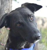 Hund Infos in der Vermittlung, Bild 2
