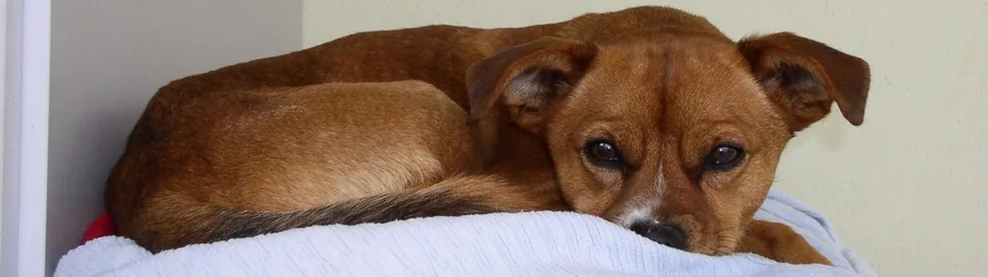 PfotenNot e.V. – Tierschutz und Hundevermittlung